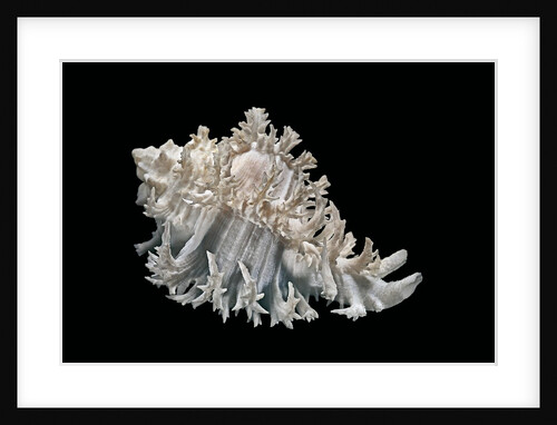 Hexaplex cichoreus by Anonymous
