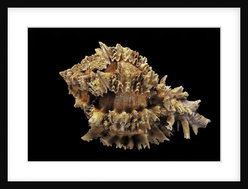 Hexaplex regius by Anonymous