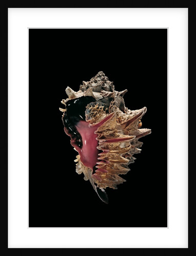 Hexaplex regius by Anonymous
