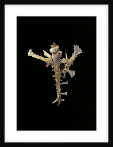 Homalocantha anomaliae by Anonymous