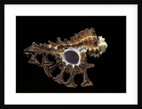 Homalocantha scorpio by Anonymous