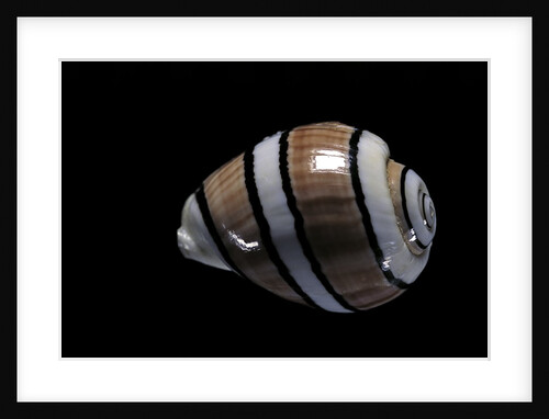 Hydatina amplustre by Anonymous