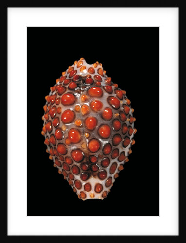 Jenneria pustulata by Anonymous