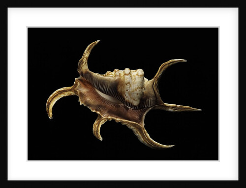 Lambis chiragra by Anonymous