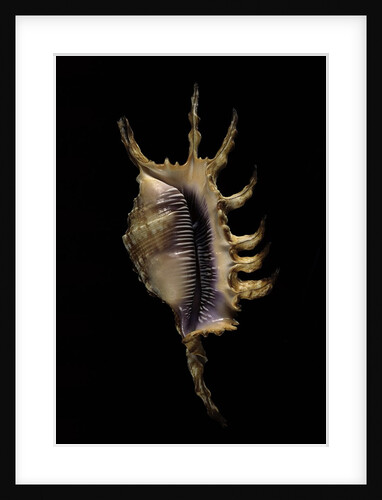 Lambis scorpius indomaris by Anonymous