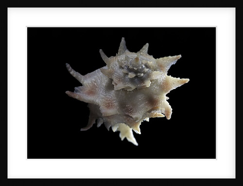 Latiaxis neocaledonicus by Anonymous
