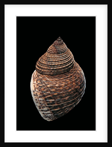 Littorina fasciata by Anonymous