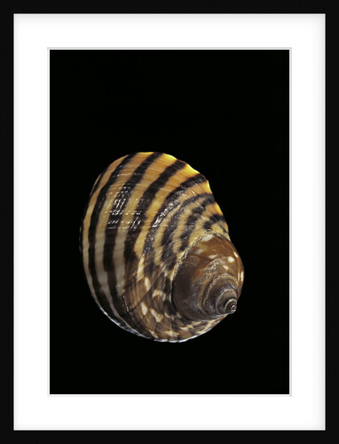 Littorina zebra by Anonymous