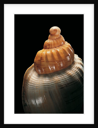 Livona roadnightae by Anonymous