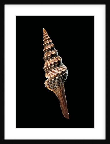 Lophiotoma indica by Anonymous