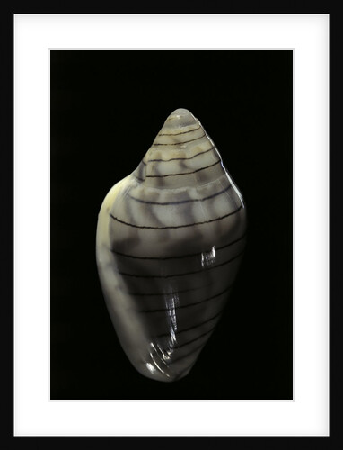 Marginella musica by Anonymous