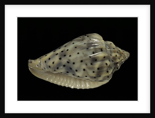 Marginella pseudofaba by Anonymous