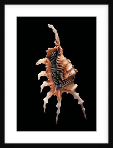 Lambis chiragra arthritica by Anonymous