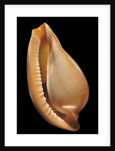 Margovula pyriformis by Anonymous
