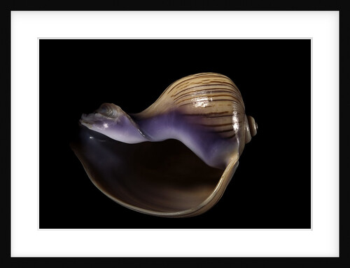 Melapium elatum by Anonymous