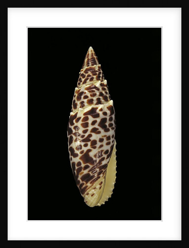 Mitra papalis by Anonymous