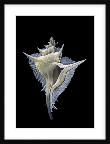 Murex alabaster by Anonymous