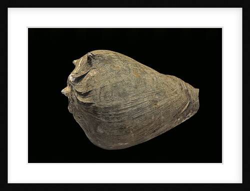 Melongena patula - avec son periostracum by Anonymous
