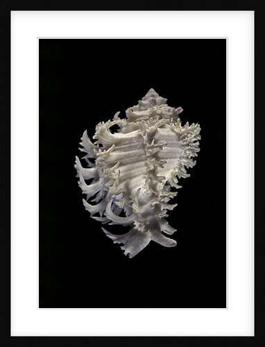 Murex cichoreus by Anonymous