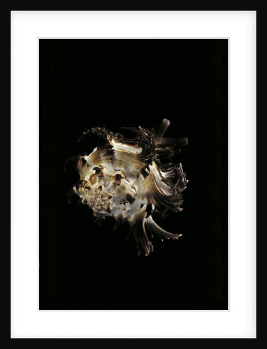 Murex cichoreus by Anonymous