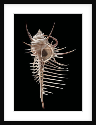 Murex pecten (peigne de Venus) by Anonymous