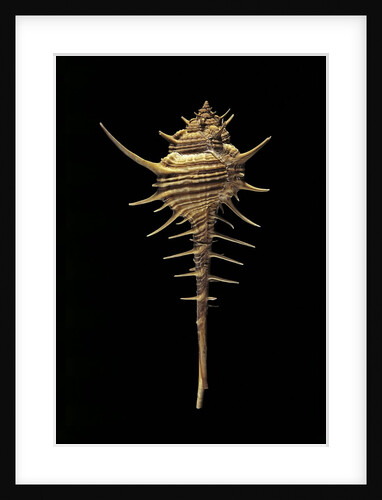 Murex tribulus by Anonymous