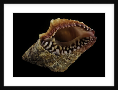 Nassaria fusiformis by Anonymous
