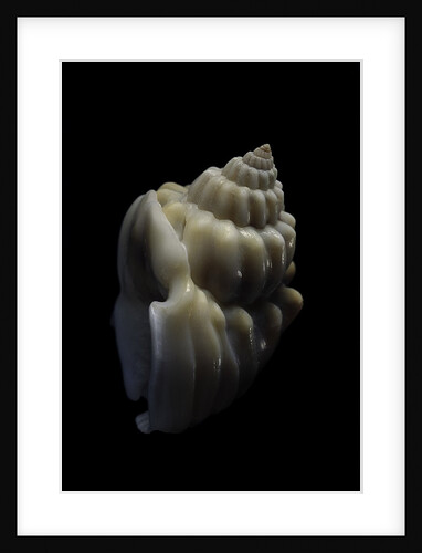 Nassarius arcularius by Anonymous