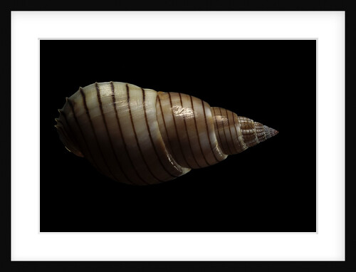 Nassarius glans by Anonymous