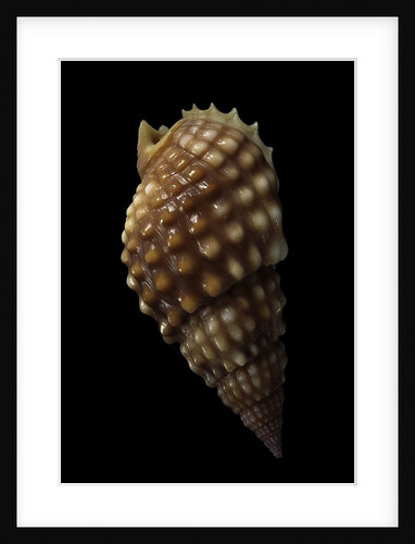 Nassarius papillosus by Anonymous