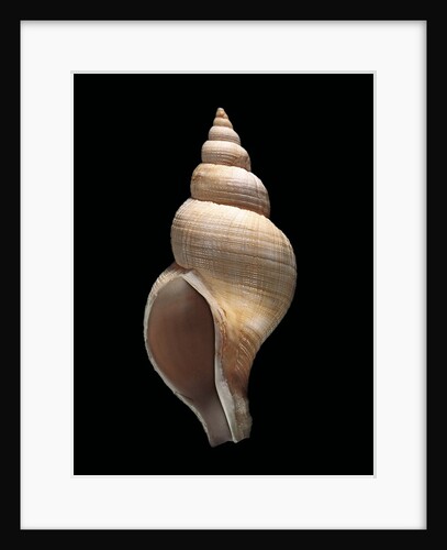 Neptunea contraria by Anonymous