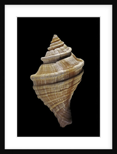 Neptunea lyrata by Anonymous
