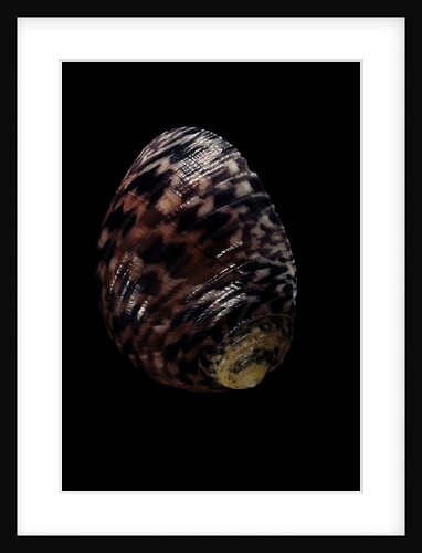 Nerita peleronta by Anonymous