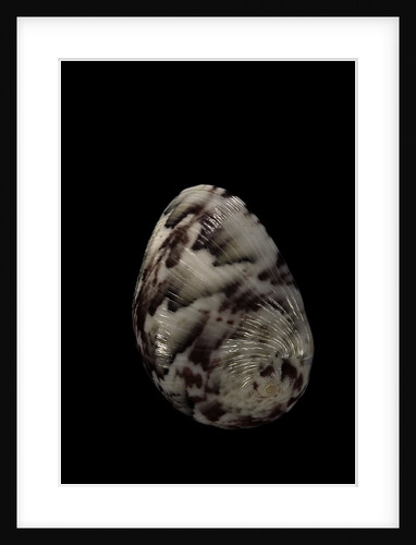 Nerita polita by Anonymous