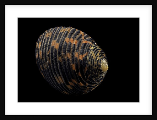 Nerita scabricostata by Anonymous