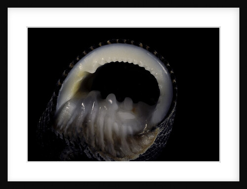 Nerita scabricostata by Anonymous