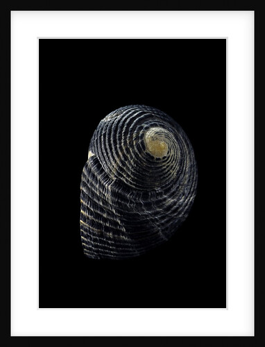 Nerita scabricostata by Anonymous