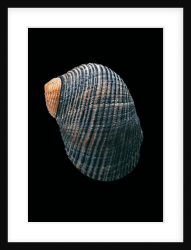 Nerita scabricostata by Anonymous