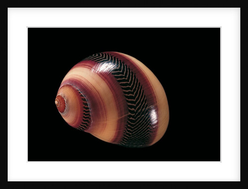 Neritina communis by Anonymous