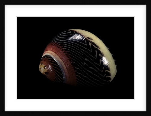Neritina communis by Anonymous