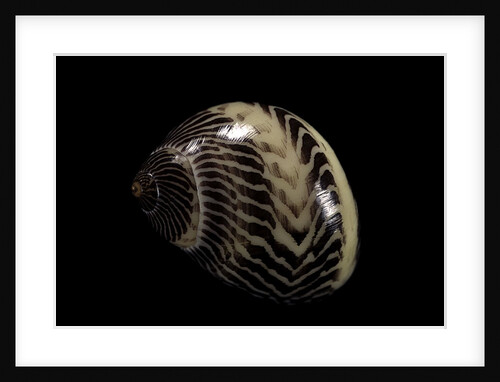 Neritina communis by Anonymous