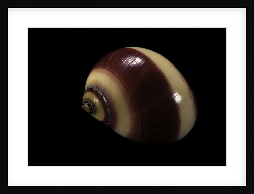 Neritina communis by Anonymous