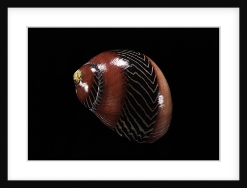 Neritina communis by Anonymous