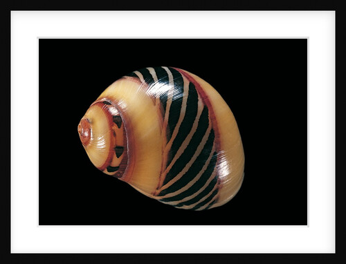 Neritina communis by Anonymous