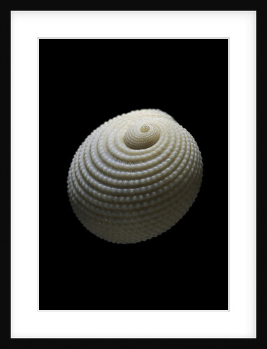 Neritopsis radula by Anonymous