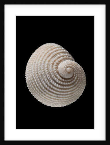 Neritopsis radula by Anonymous