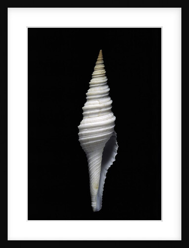 Nihonia australis by Anonymous