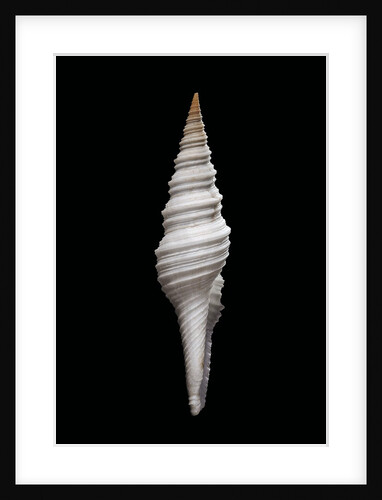 Nihonia australis by Anonymous