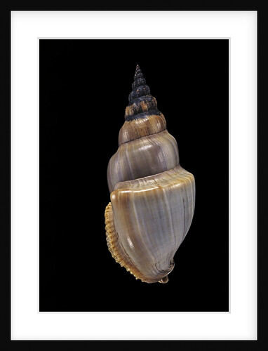 Northia pristis by Anonymous