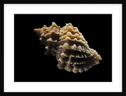 Nucella lamellosa by Anonymous